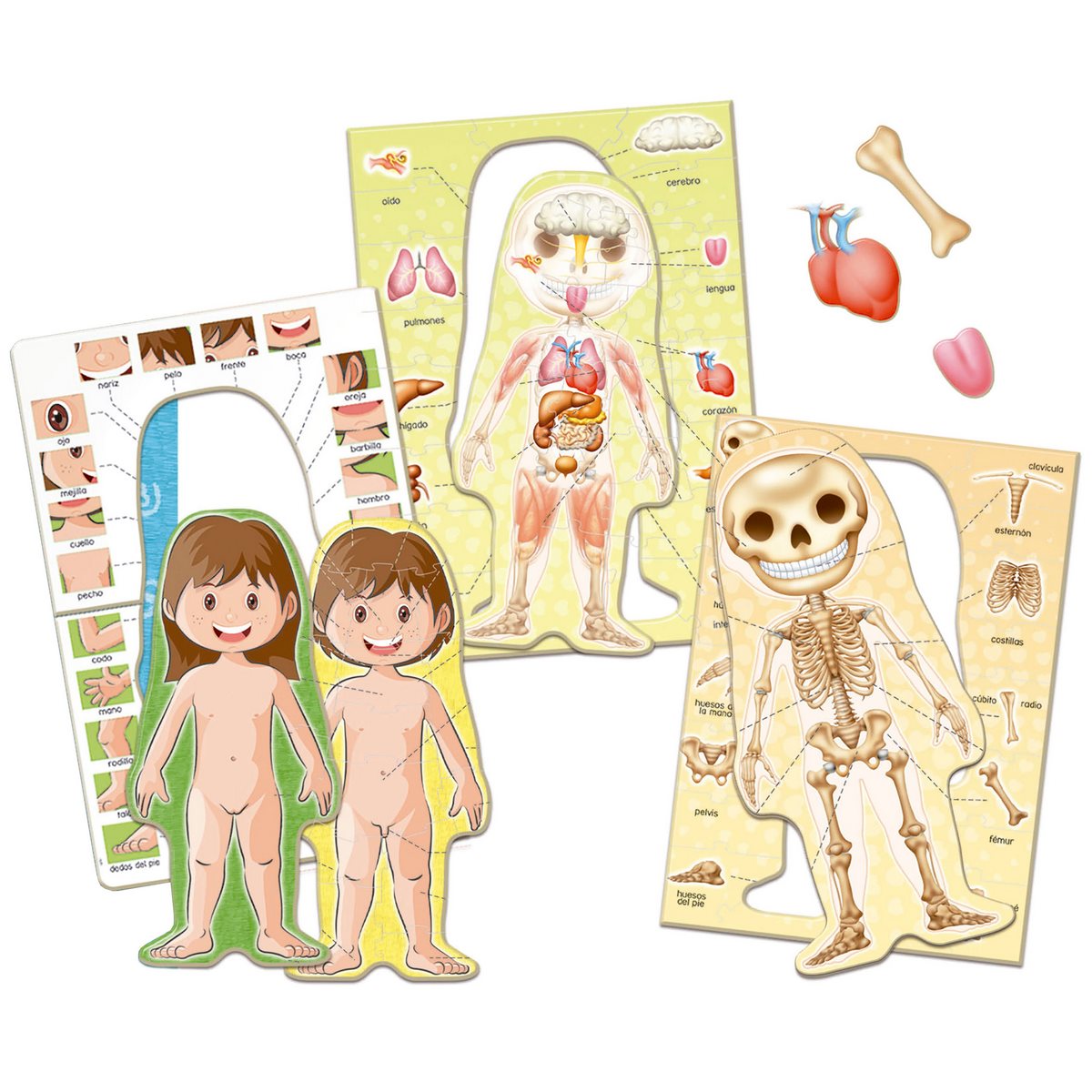 Juego Aprendo El Cuerpo Humano Educa